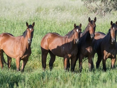 John Doherty: Booking Success At The Chairman’s Sale Image 6